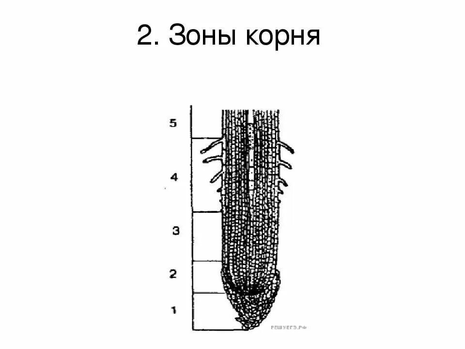 Анатомические зоны корня