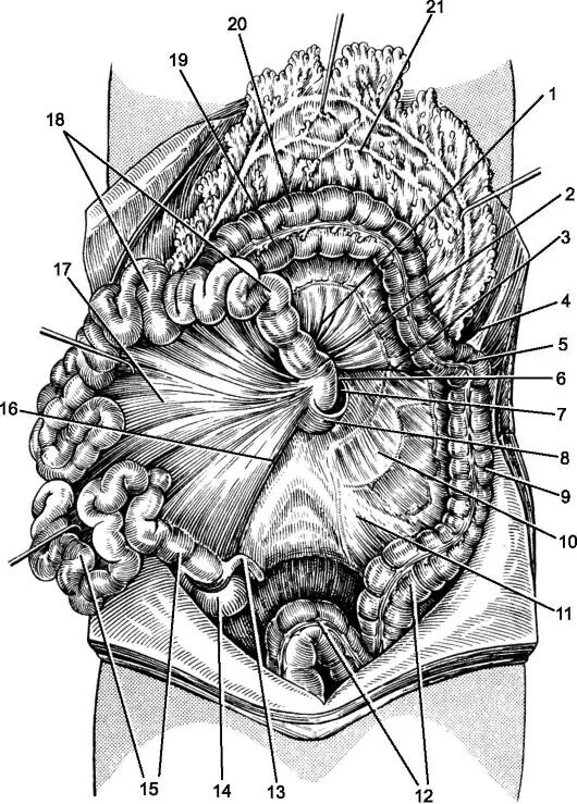 корень брыжейки тонкой кишки. брыжейка поперечной ободочной кишки. содержимое брыжейки тонкой кишки. направление корня брыжейки тонкой кишки. строение брыжейки кишечника.
