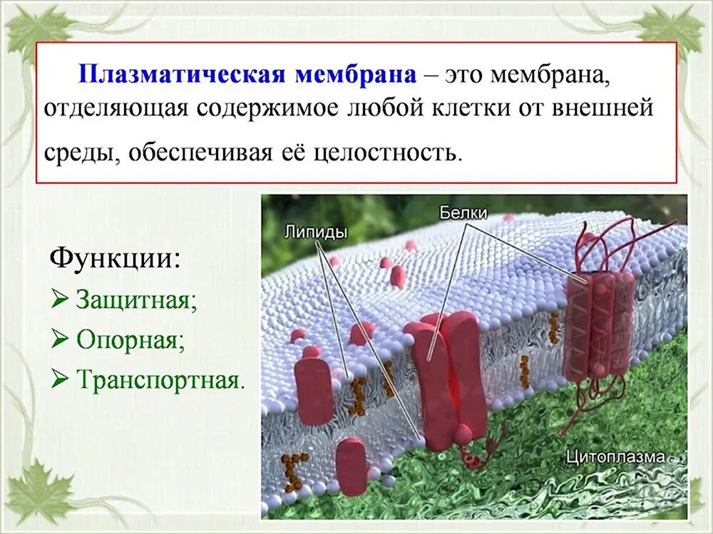 Мембрана строение кратко. Клеточная плазматическая мембрана. строение плазматической мембраны клетки. клеточная мембрана 6 класс биология. строение плазматич мембраны.
