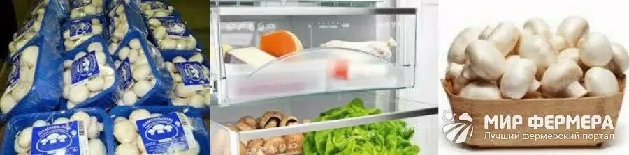 Сколько хранить грибы в холодильнике. Хранение шампиньонов в холодильнике. Срок годности шампиньонов в холодильнике свежих. Срок хранения шампиньонов свежих. Срок хранения шампиньонов свежих в холодильнике.