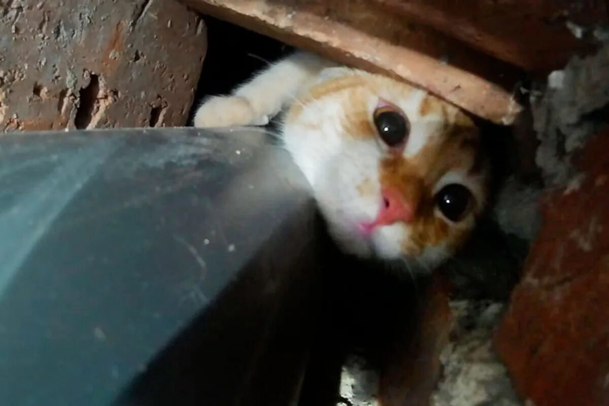 кот застрял что делать. кот застрял в жалюзи. кот застрял в стеклопакете. кот застрял что делать. кот застрял что делать.