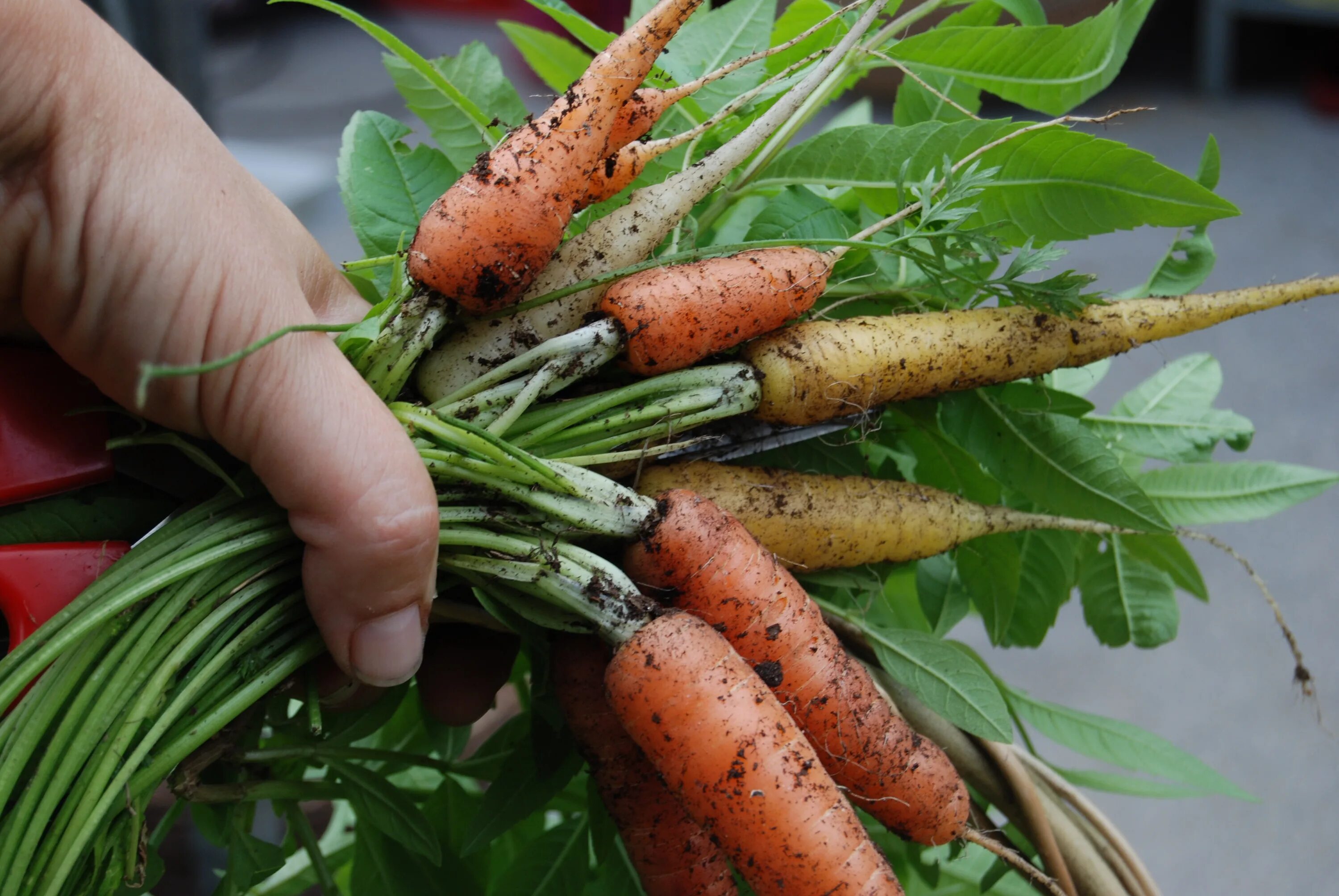 Морковь фото. Удивительные корнеплоды. Цветная морковь. Урожай моркови. Можно ли собирать семена с гибридов
