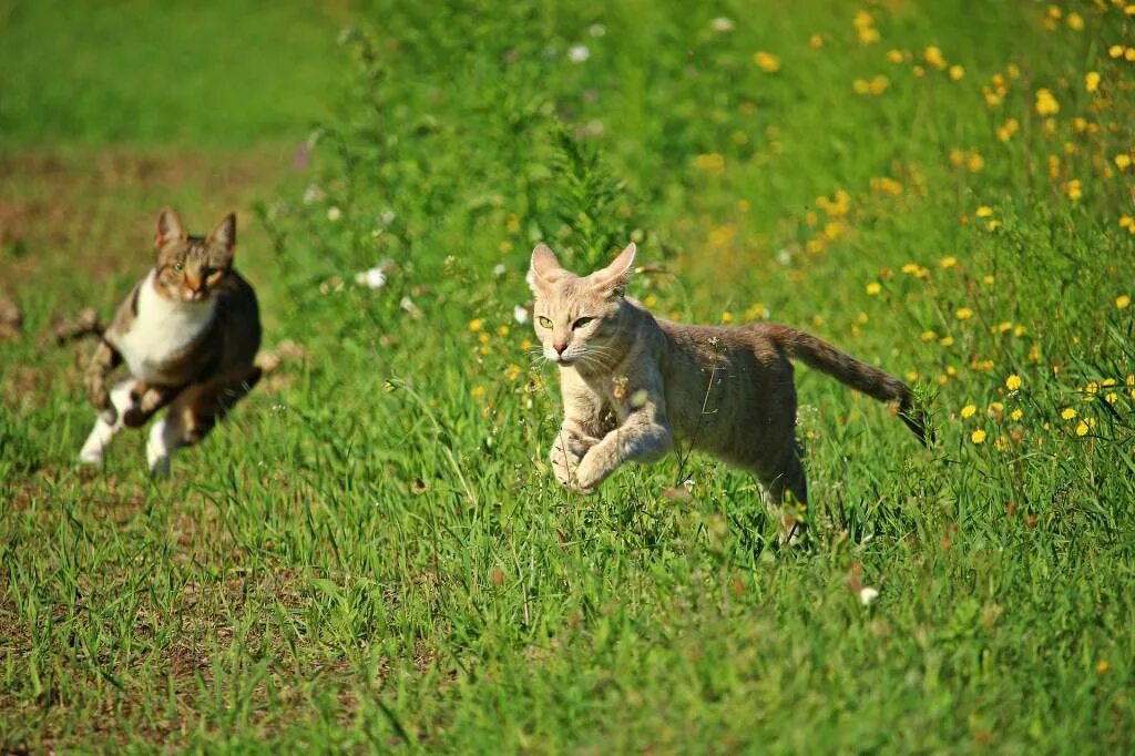 Гнаться вид. Кошка охотится. Кошка на охоте. Кот охотник. Кошка охотится на птиц.