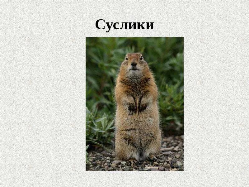 Презентация на тему суслик. Суслики на острове татышев. Доклад про суслика. История о сусликах. История о сусликах.