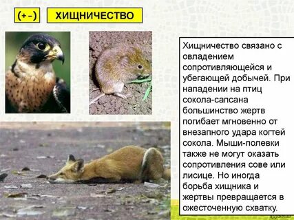 Нахлебничество конкуренция паразитизм хорек и куница