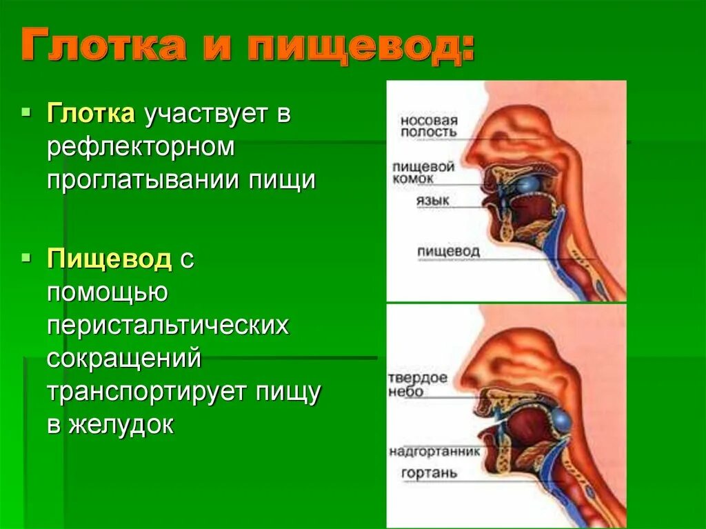 Пищеварительная система ротовая полость глотка. Глотка пищевод желудок схема. Глотка и пищевод человека. Глотка и пищевод строение и функции. Глотка отделы строение функции.