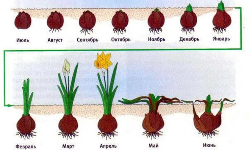 Схема посадки луковиц нарциссов. Стадии развития луковицы тюльпана. Нарциссы размножение луковицами. Луковица нарцисса схема. Температура воды для тюльпанов