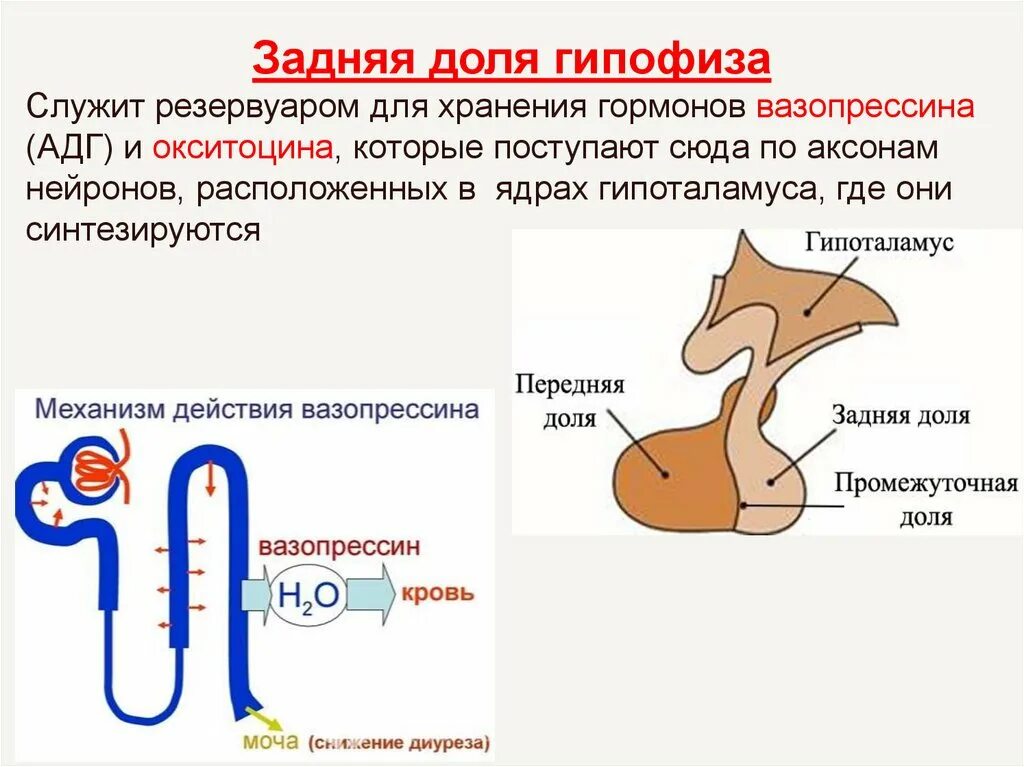 Гормоны гипофиза окситоцин. Гормоны задней доли гипофиза вазопрессин и окситоцин. Антидиуретический гормон задней доли гипофиза. АДГ гипофиза.