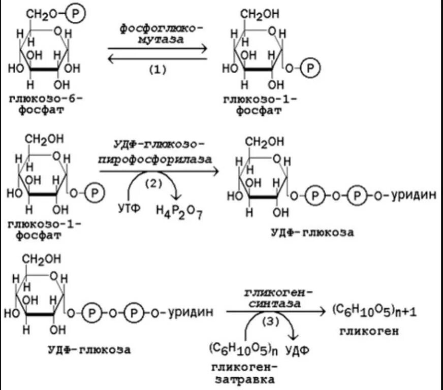Глюкоза гликоген реакция. Синтез гликогена биохимия реакции. Схема синтеза гликогена из Глюкозы. Синтез гликогена из Глюкозы реакция. Реакцию образования глюкозо-1-фосфата из гликогена катализирует.