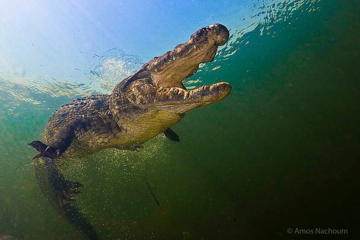 Wallpaper : crocodilia, water, sky, reptile, reflection, american alligator, nil