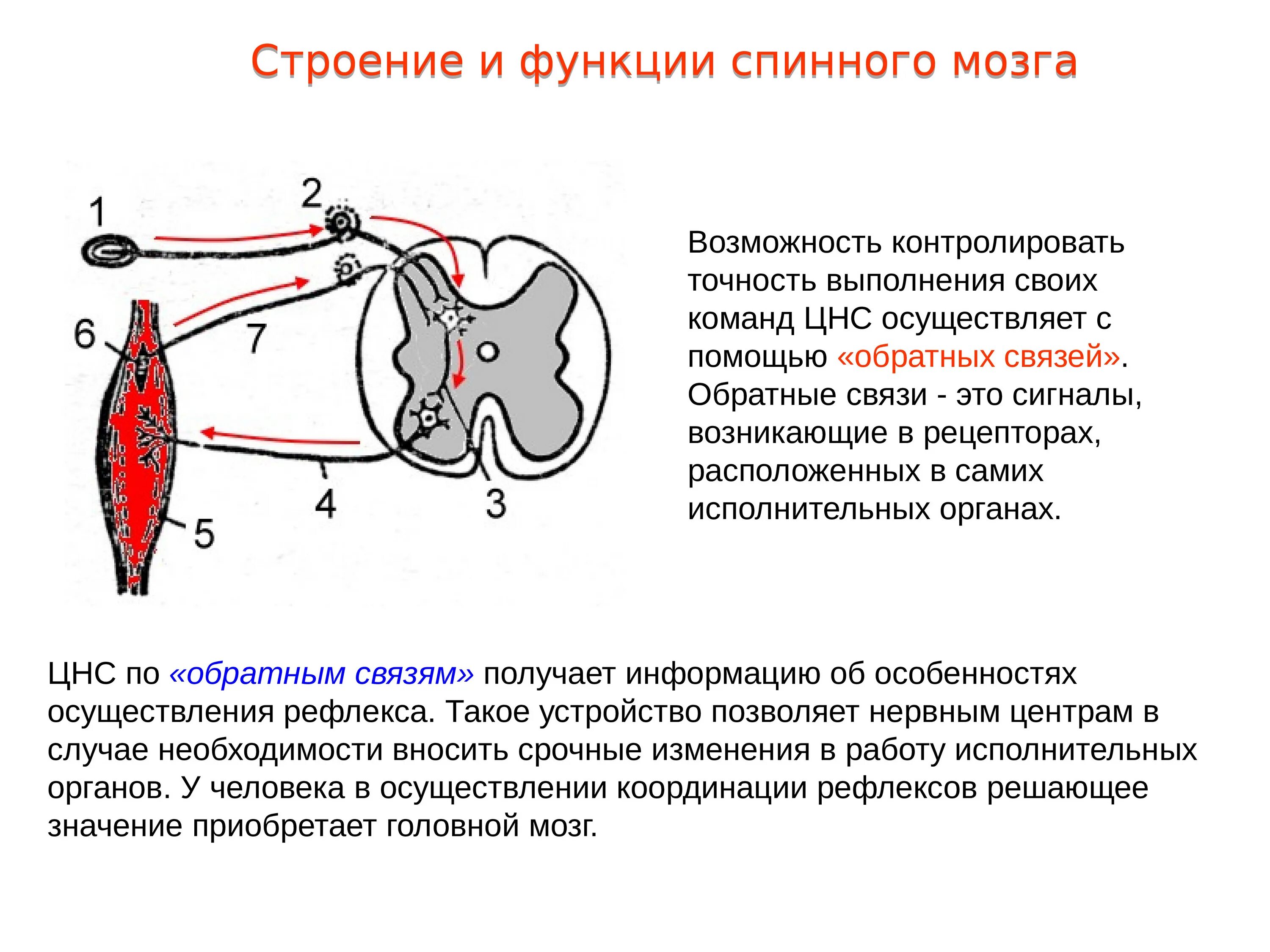 Строение строение рефлекторной дуги. Схема рефлекторной дуги соматического рефлекса. Биология строение рефлекторной дуги. Звенья рефлекторной дуги строение.