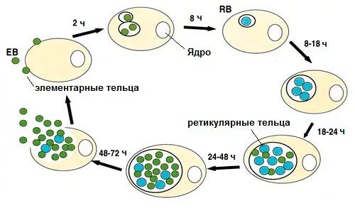 Элементарное тельце хламидий. Жизненный цикл хламидиоза. Цикл хламидии. Цикл развития хламидий.