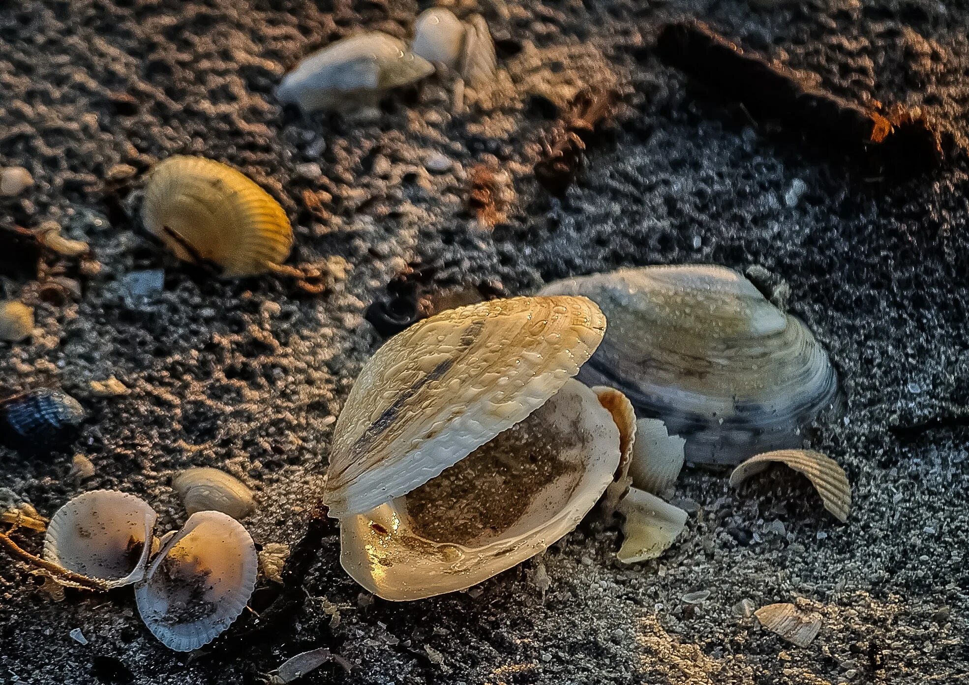 Моллюски в почве. Морская Жемчужница моллюск. Мидии устрицы жемчужницы. Мидия моллюск. Моллюск Жемчужница устрицы морская.