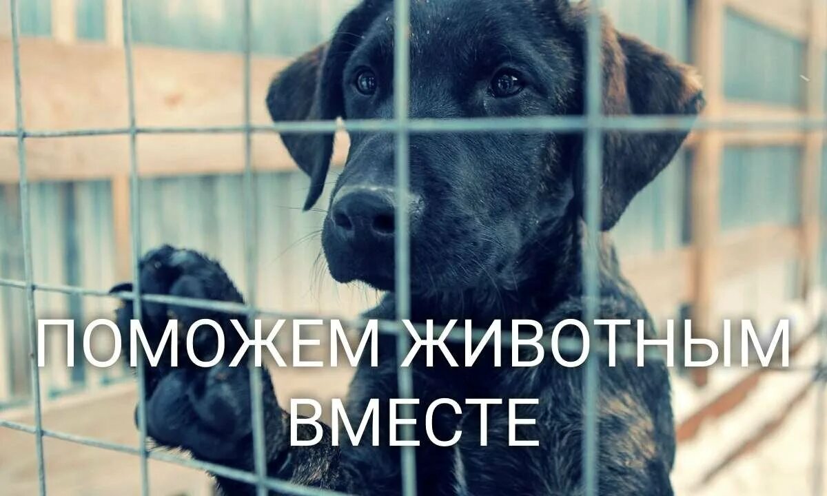 Сбор помощи приюту для животных. Помочь приюту для животных. спасать бездомных животных. помоги приюту для животных. поможем приюту для бездомных животных.