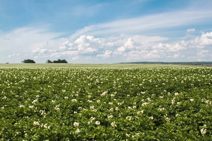 Картофельное поле огэ. Картофельное поле. сыктывкар картофельные поля. лето и огромное поле картошки. картофельных полей управление.