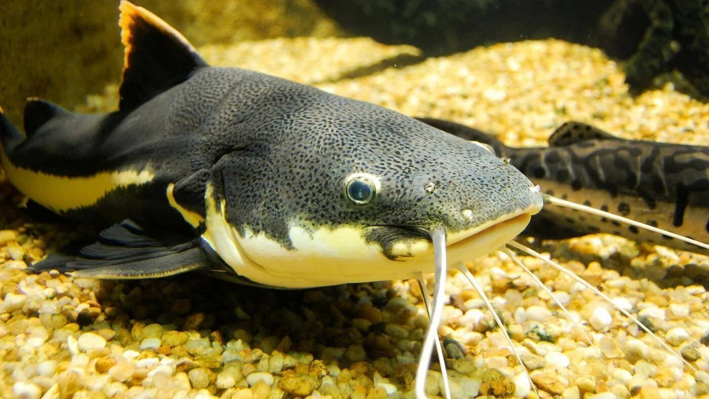 Сом это. Морской сомик рыба. Сом обыкновенный silurus glanis. Сом озерный. Сом это.