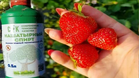 Аммиачная селитра под клубнику весной