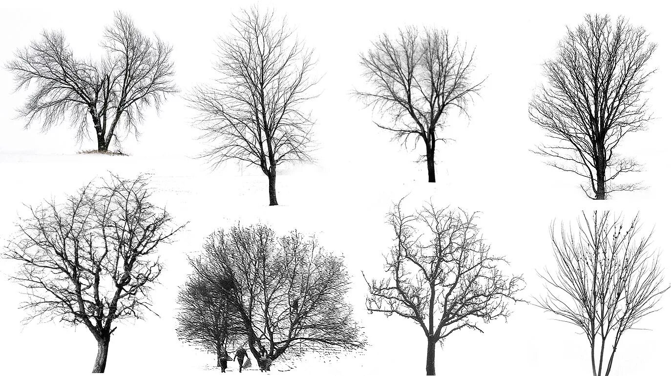 Svg rendering