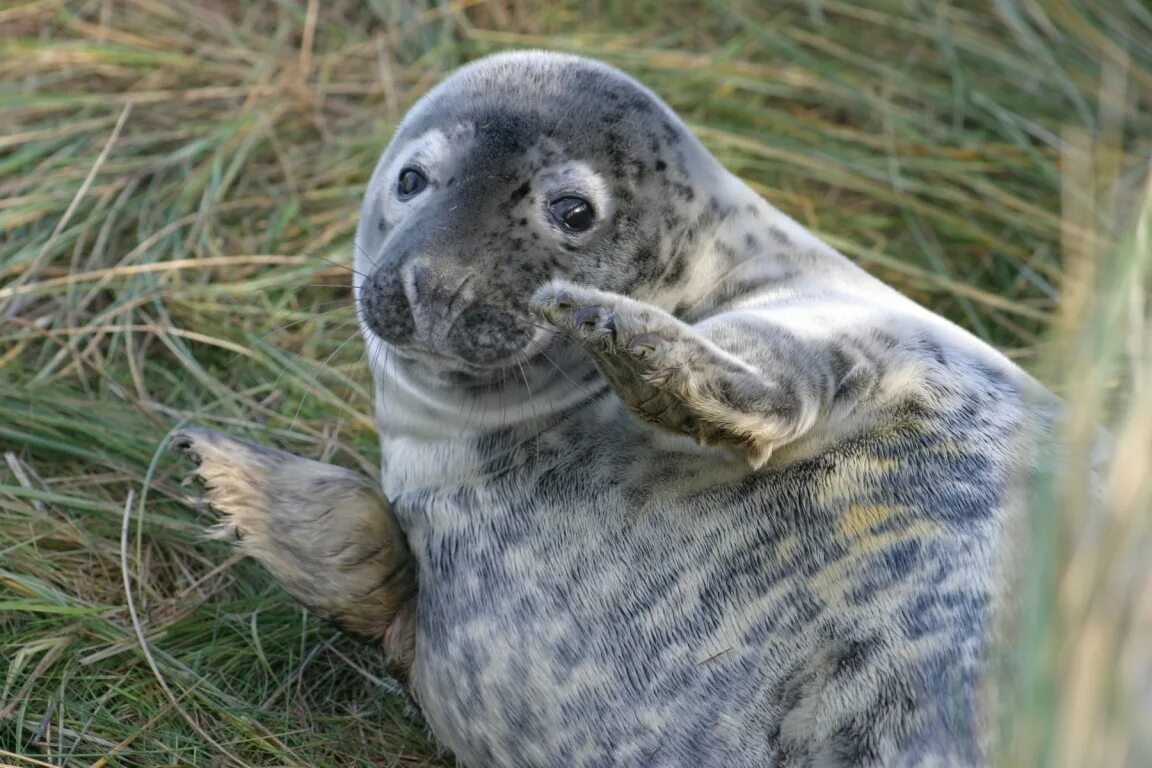Look the seals are clapping. Look the seals are clapping. Упражнения на повторение и закрепление материала модуля 2 английский. Look the seals are clapping. Seals can't clap.