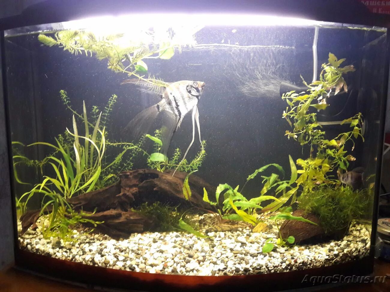 Набор для чистки аквариума. Аквариум куб 8 л. Комнатные растения маленькие плоские черные. Растение искусственное аквариумное малое, 5 см. Аквариум пижон.