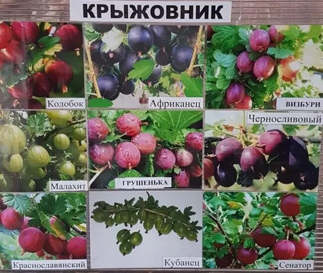 Сорт крыжовника колобок фото