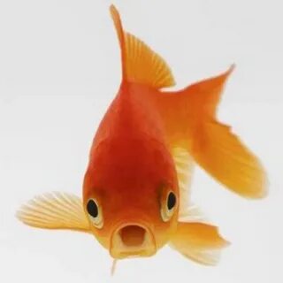 Fish called