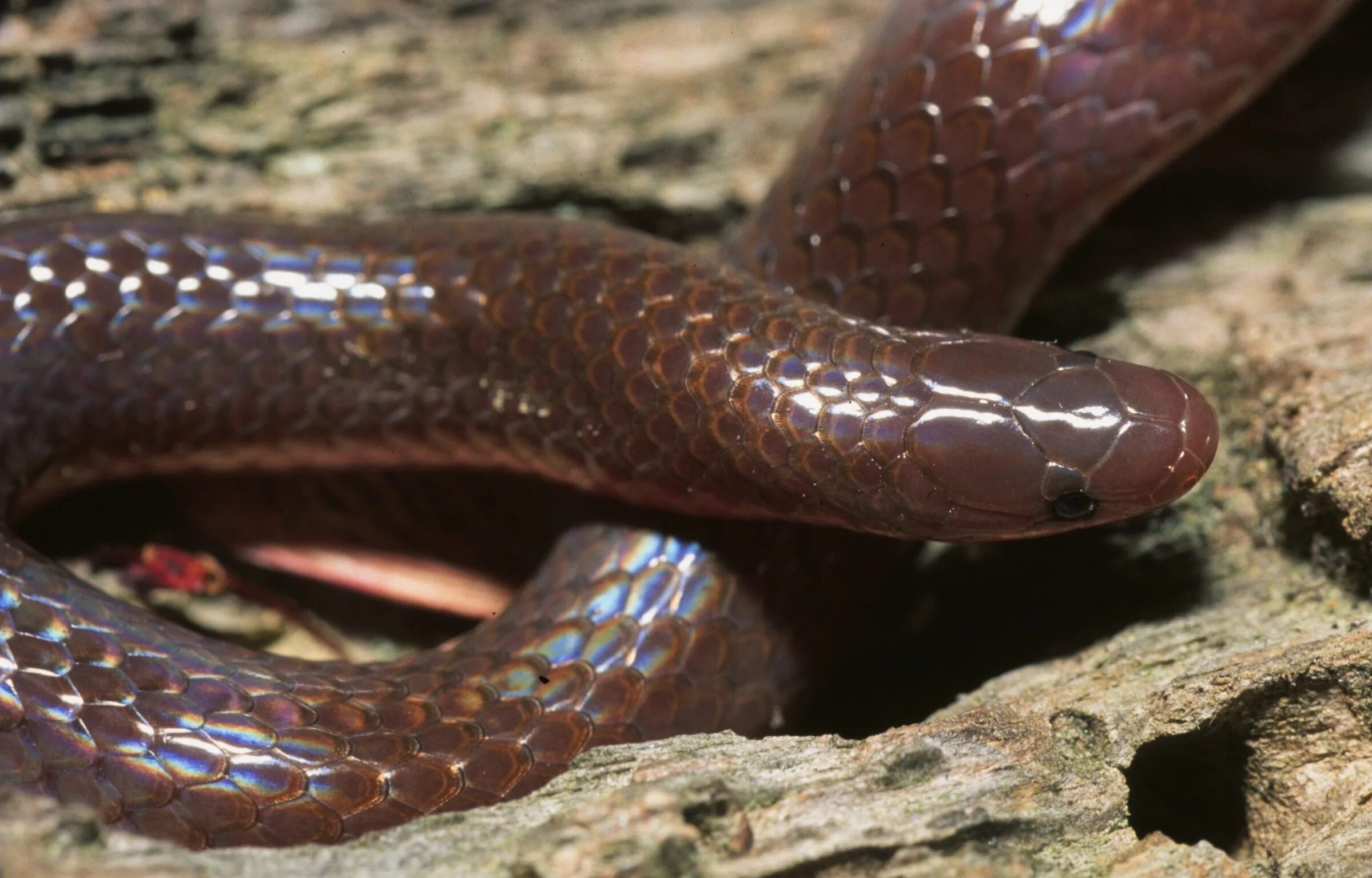 Snake worms. Техасская слепозмейка. Червеобразная слепозмейка. Змея Браминский слепун.