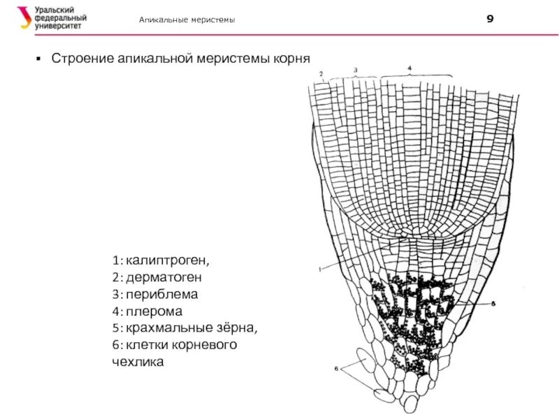 Зона нарастания. Строение апикальной меристемы корня. Верхушечная меристема строение. Первичное строение корня образовательная ткань. Образовательная ткань корня чехлик.