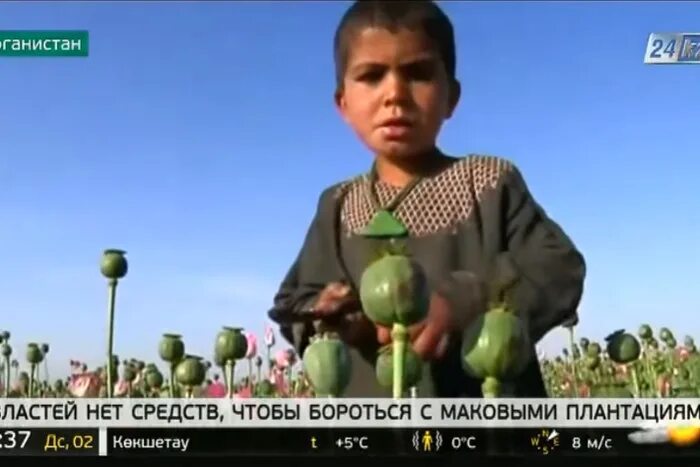Цветы запрещенные к выращиванию в 2025 году. Цветы запрещенные к выращиванию в 2025 году