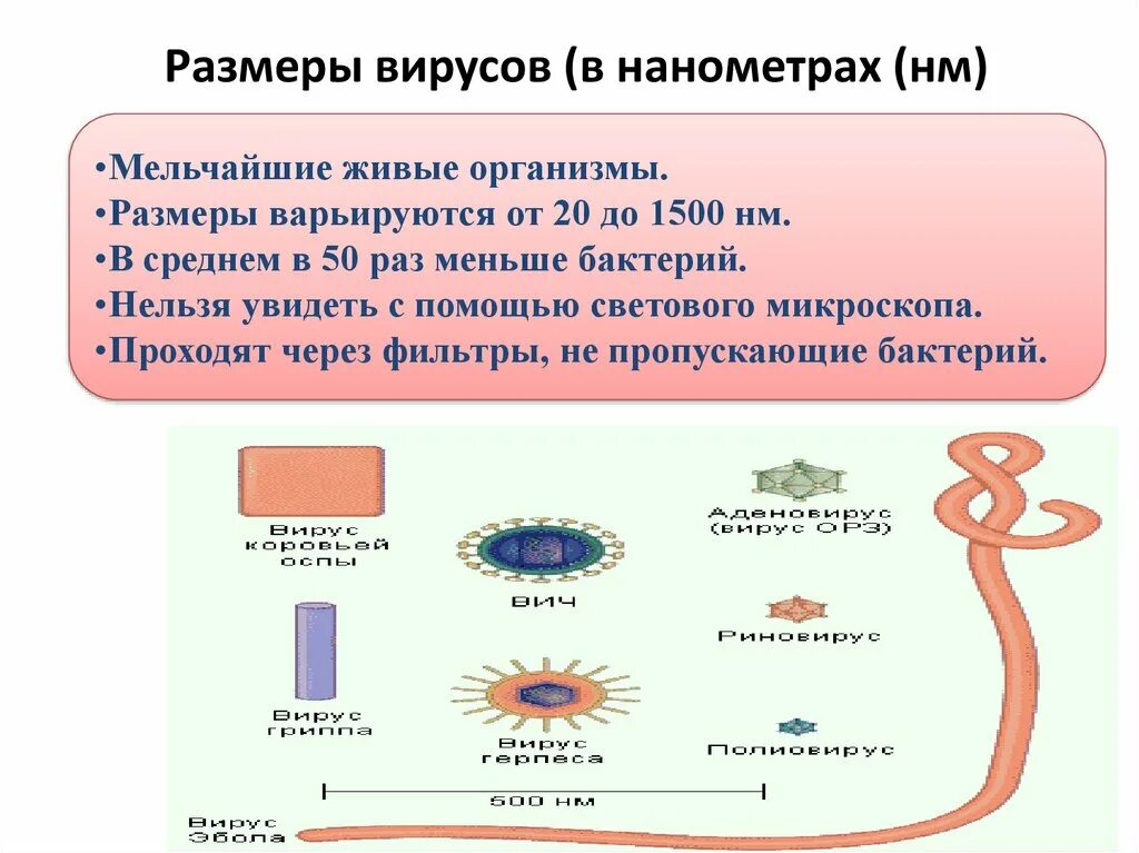 Вирус является живым организмом. Размеры вирусов. Размеры вирусов и бактерий. Размер вируса и бактерии сравнение. Размер вирусов в нанометрах.