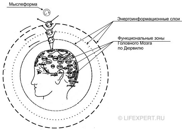 Функциональные зоны мозга (Дюрвиля. Зоны Дюрвиля схема. Энергоинформационные зоны на голове. 32 Точки на голове бары схема на русском для самостоятельной работы. Мыслеформы это