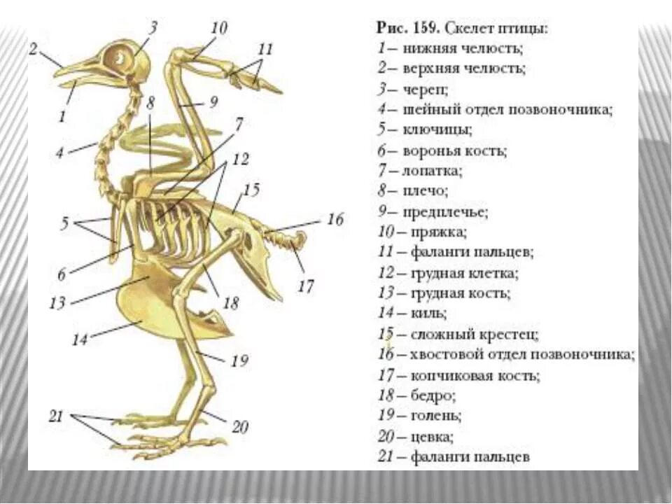 внешнее строение птиц. классификация птиц. особенности внешнего строения птиц. скелетное строение птицы. отделы птиц 8 класс.