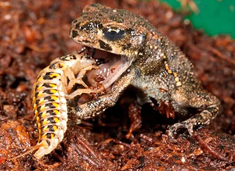 Лягушка кушает. Лягушка древолаз красноглазая. Хищное земноводное. Жаба хищник. Плотоядная амфибия.