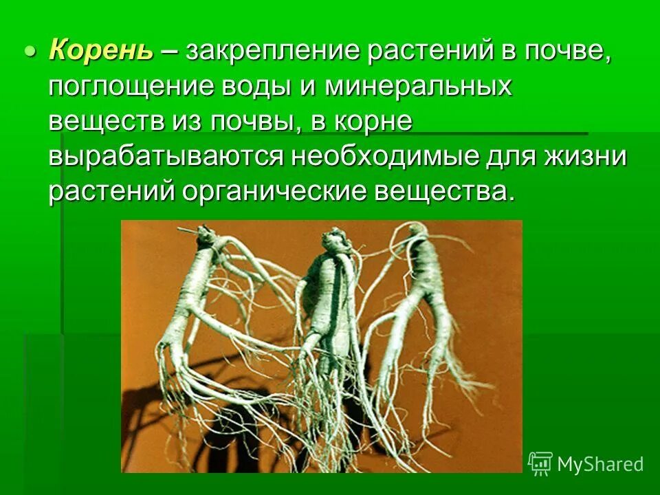 корень растения строение и характеристика. с помощью корня растение. придаточные корни. с помощью корня растение. с помощью корня растение.