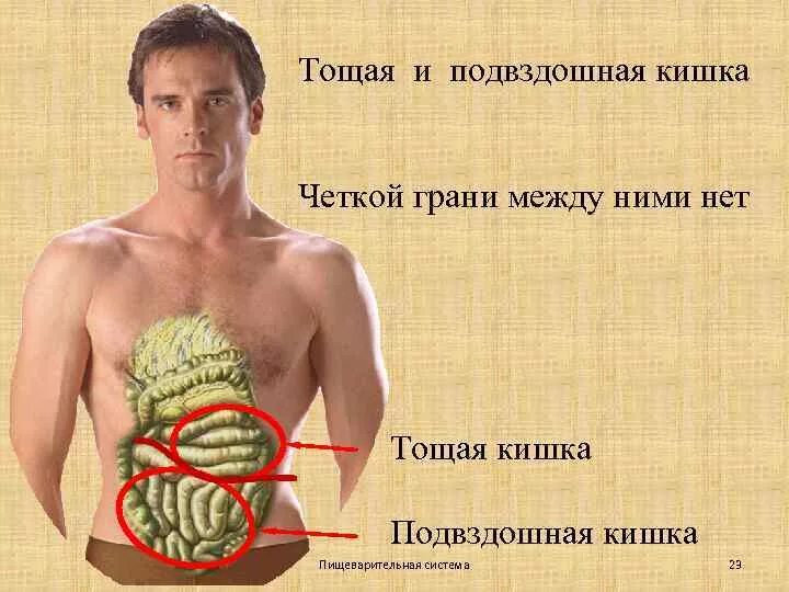 3 строение подвздошной. Тощая и подвздошная кишка строение. проекция тощей и подвздошной кишки.