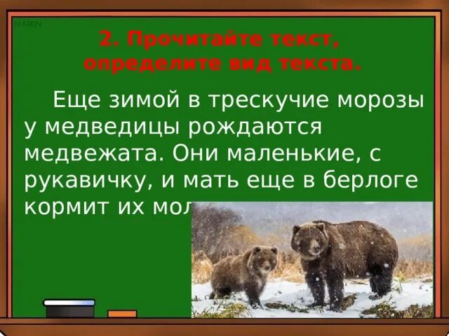 Медвежата родились в берлоге. Еще зимой в трескучие Морозы у медведицы рождаются медвежата. Зимой трескучие Морозы у медведицы рождаются медвежата текст. Текст Берлога 2 класс у белой медведицы родился Медвежонок. Диктант Берлога 2 класс у белой медведицы родился Медвежонок.