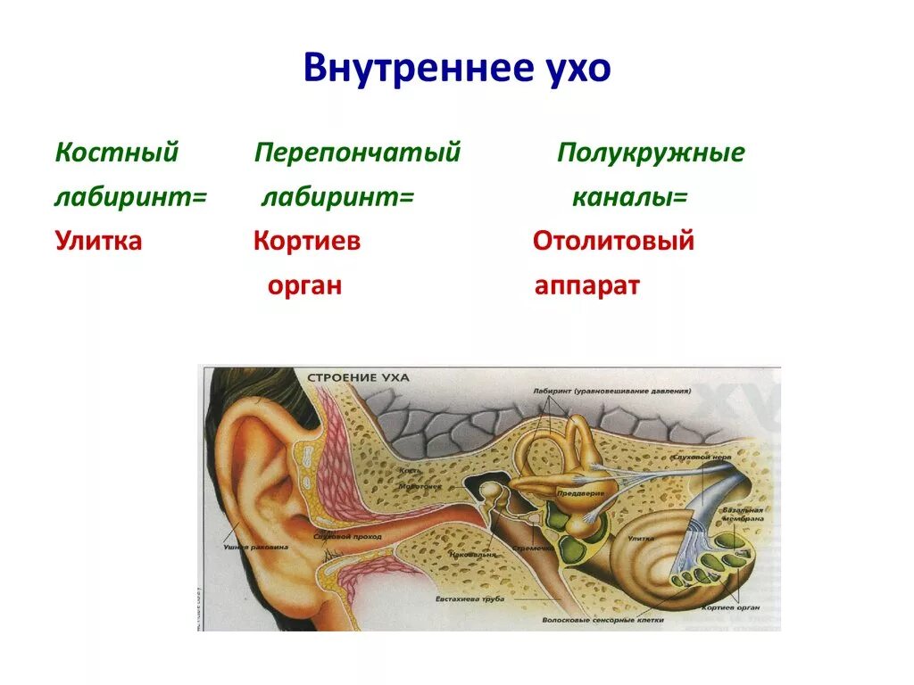 Внутреннее ухо костный Лабиринт. Костный Лабиринт внутреннего уха анатомия. Внутреннее ухо улитка анатомия. Строение улитки внутреннего уха. Строение слуховой улитки