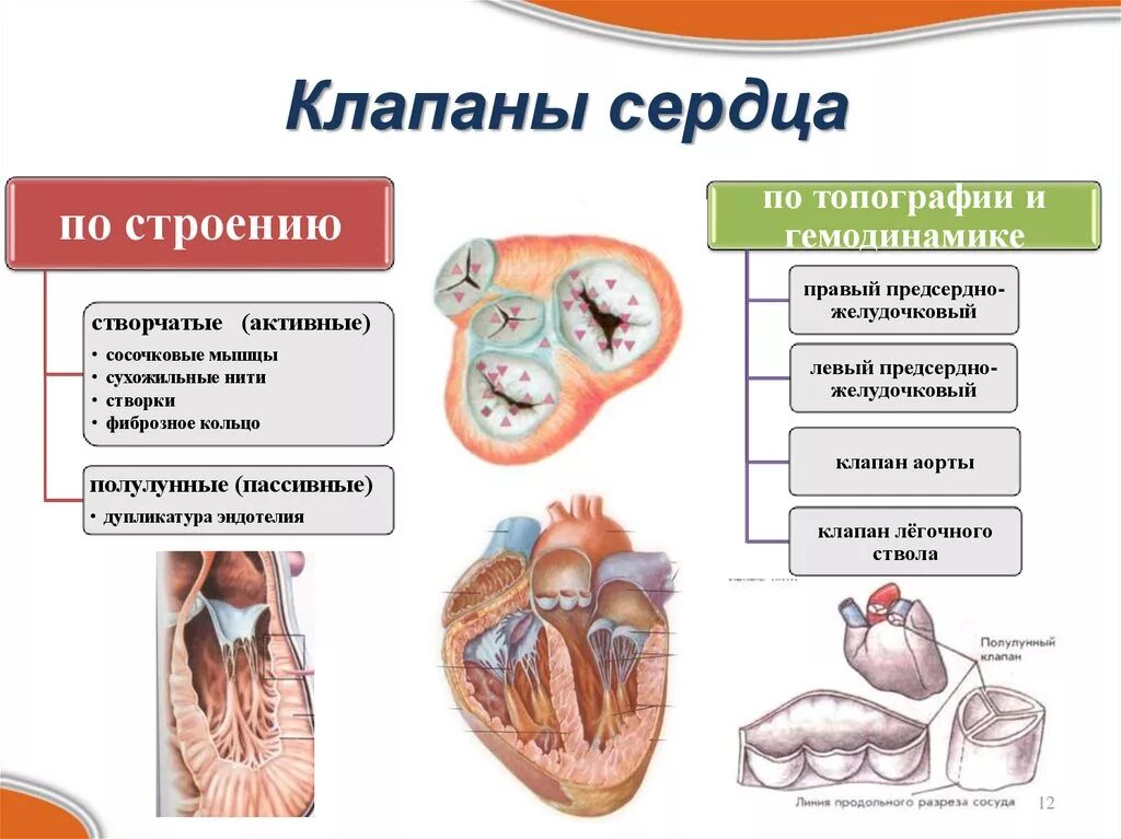 Сердечная строение и функции. Строение клапанов сердца анатомия. Структуры клапана сердца. Клапаны сердца человека анатомия. Функции клапанов сердца таблица.