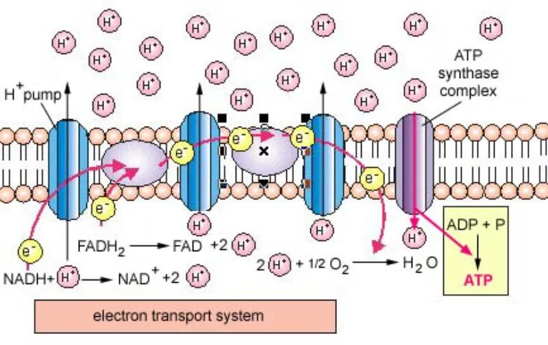 Electron theory. Electron transport chain. chemiosmotic driven transport. atp synthase. electron transport complexes.