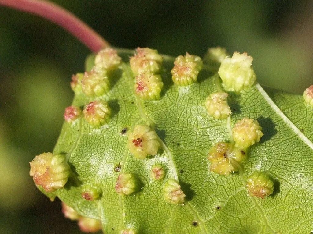 Повреждение растений животными. Повреждение растений животными. Повреждение растений животными. Листовая тля. Яблоневый цветоед личинка.
