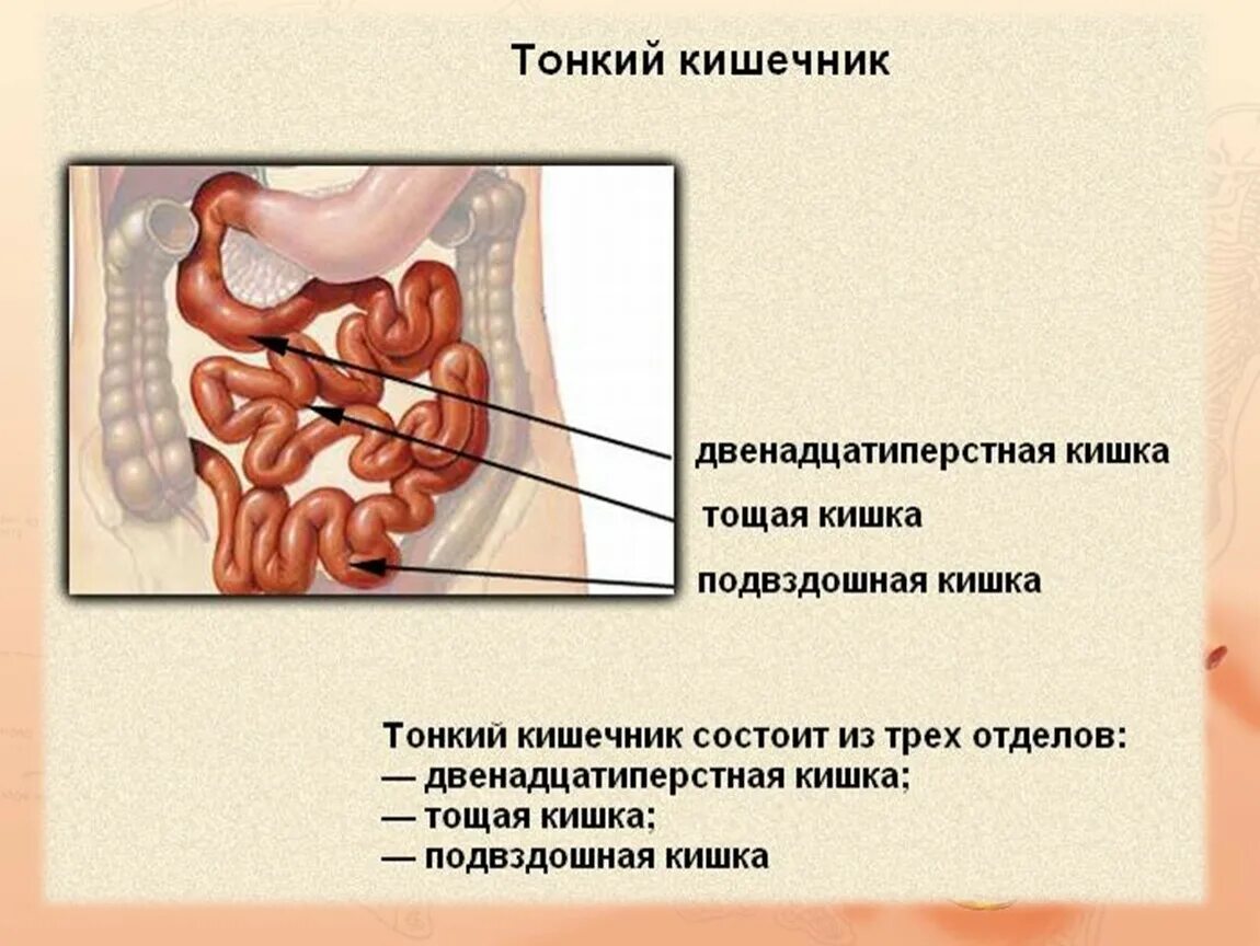 Какова функция тонкого кишечника. 12 Перстная тощая и подвздошная кишка. Пищеварение в тонком кишечнике. Тонкий кишечник строение. Пищеварение в тонкой кишке.