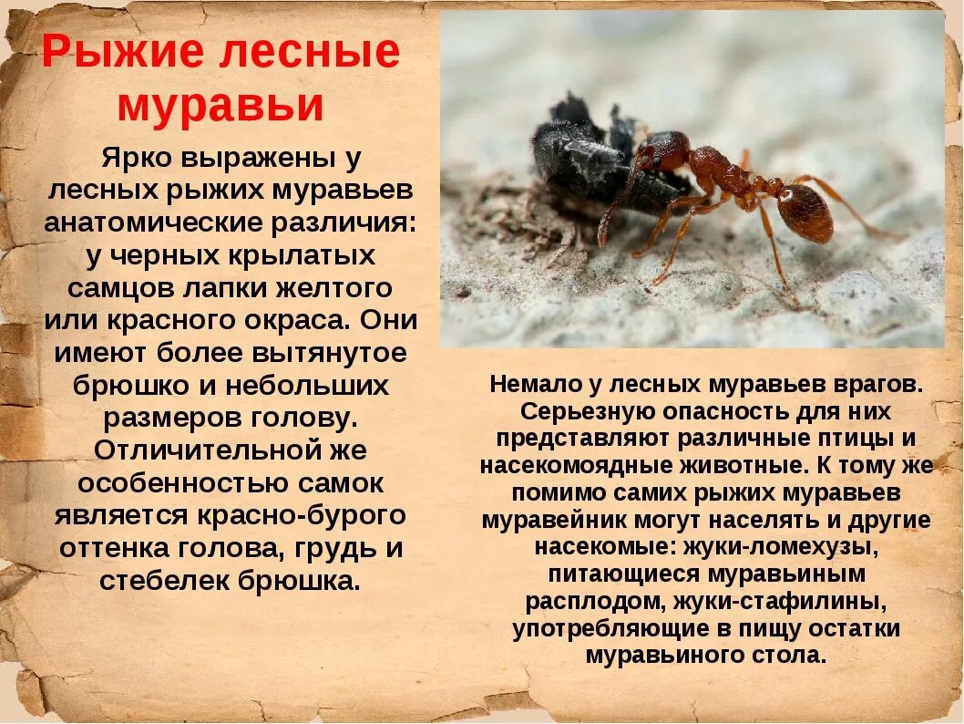 Рыжий Лесной муравей описание. Информация про муравьев. Муравей красная книга. Доклад про муравьев.