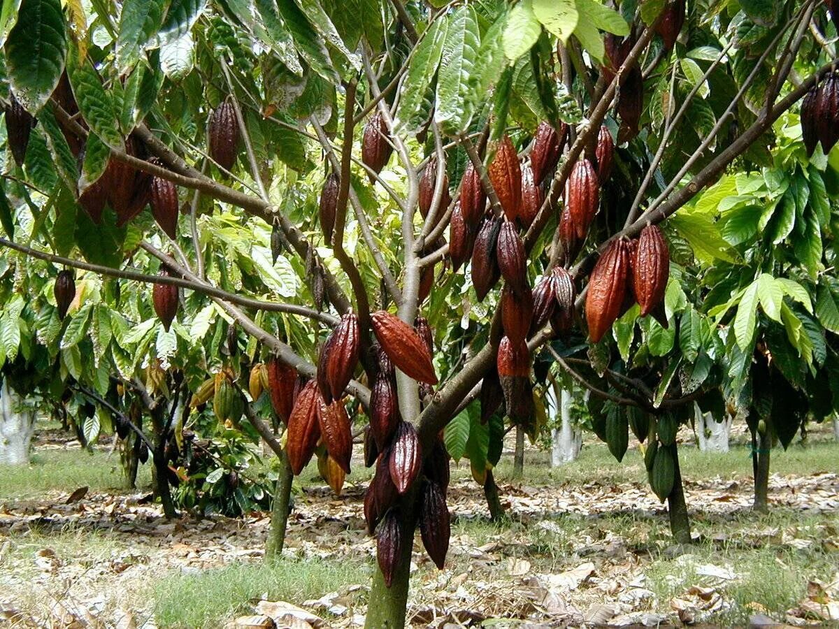 • какао-дерево (theobroma cacao). 1 theobroma cacao tree. Как выглядит дерево какао. Как выглядит дерево какао. Какао бобы дерево.