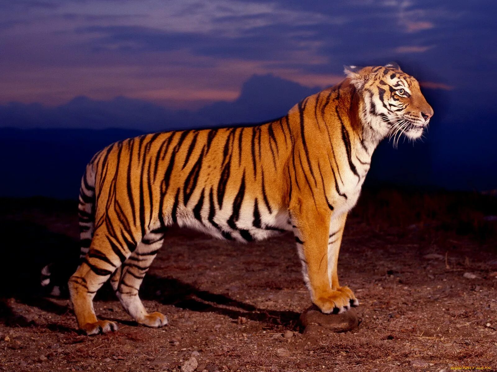 Panthera Tigris bengalensis. Тайгер тигр. Сенегальский тигр. Амурский тигр сбоку. Тигровый картинка
