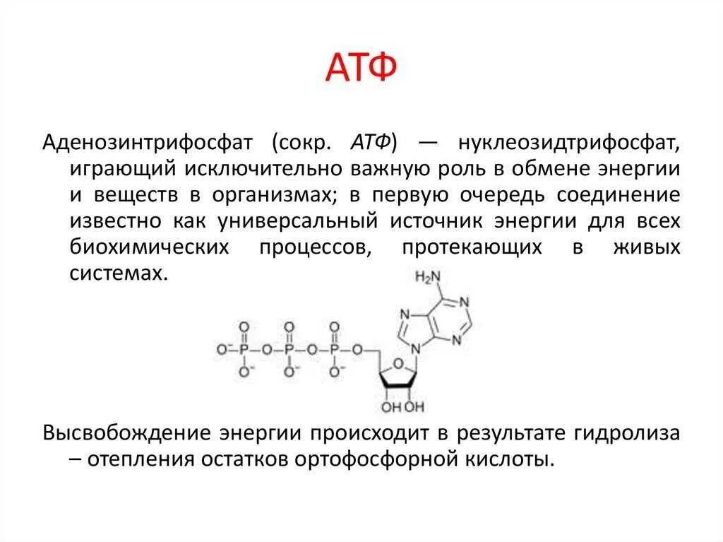 Затрат энергии атф. Строение АТФ химия. Строение молекулы АТФ. АТФ хим структура.