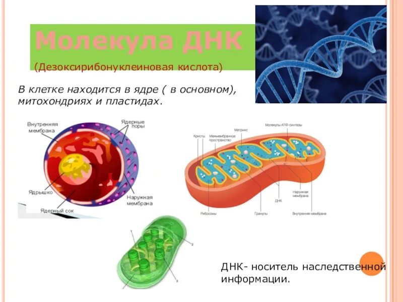 Строение клетки ДНК. ДНК В ядре клетки. ДНК митохондрий и пластид. Наследственная информация у бактерий