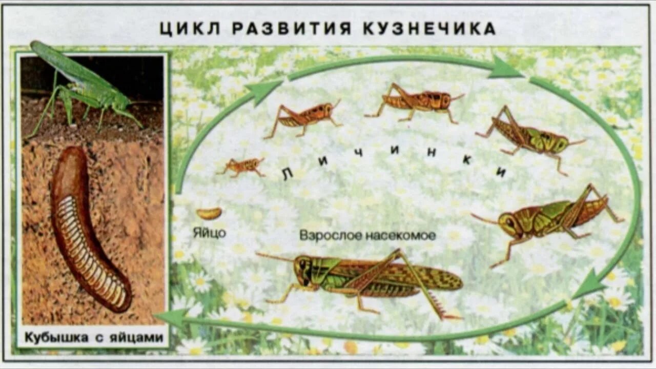 Какое развитие у саранчи. Циклы развития насекомых кузнечик. Жизненный цикл зеленого кузнечика. Цикл развития личинок кузнечика. Стадии цикла развития кузнечика.
