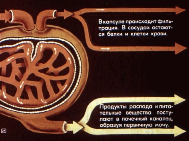 Образование вторичной мочи происходит в почечной капсуле. Первичная и вторичная моча. образование первичной и вторичной мочи. схема образования вторичной мочи. механизм образования вторичной мочи.