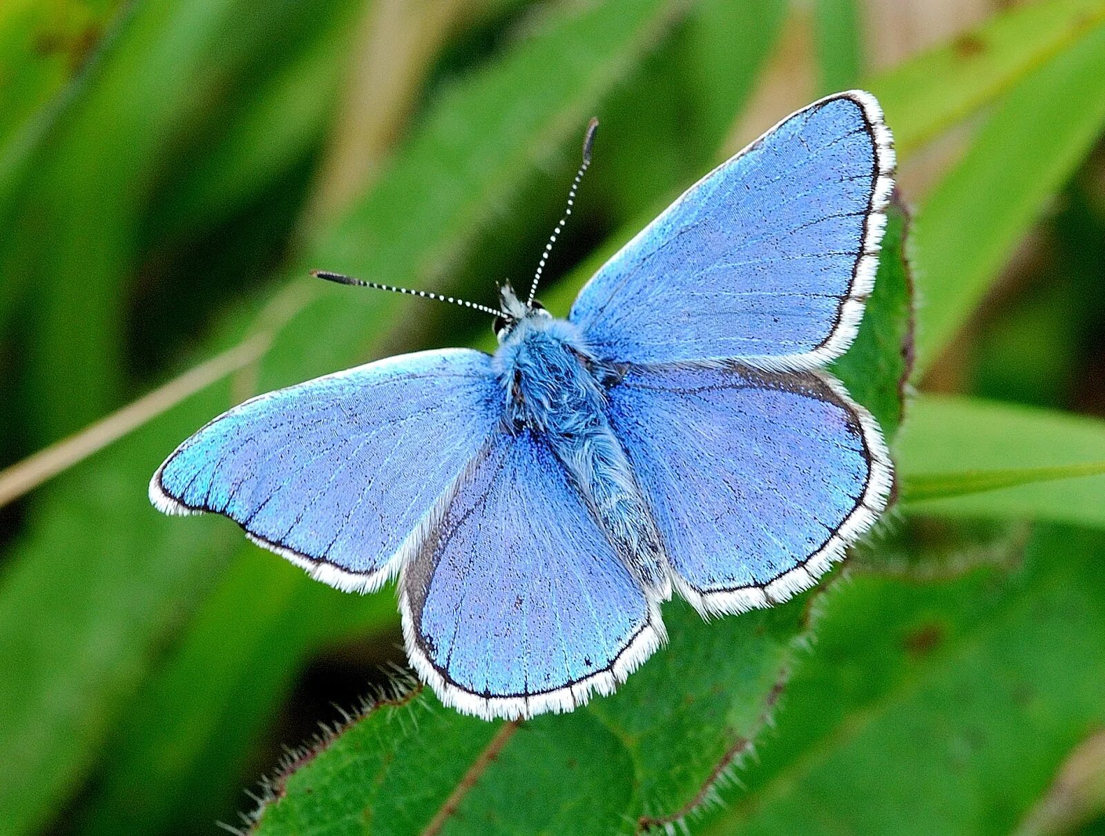Бабочка Adonis Blue. Голубая бабочка Геншин. Морфо адонис бабочка. Бабочка голубая Ордынка.