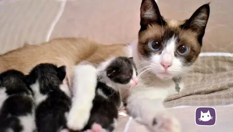 Кошка стала ласковой